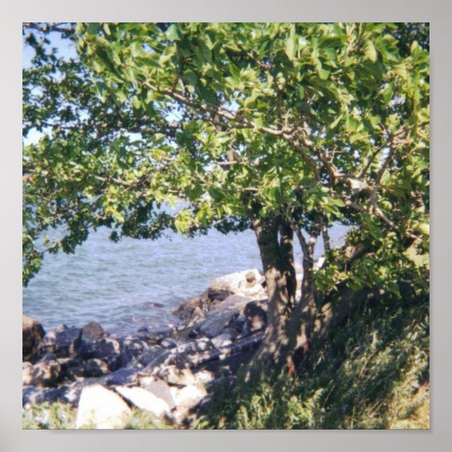 Tree with Water View Poster (Front)