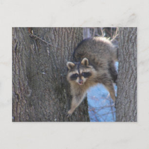 Treed Coon ~ postcard