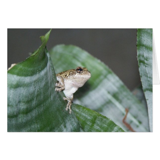 Treefrog (Front Horizontal)