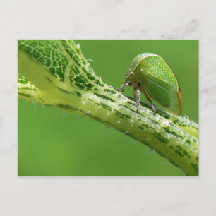 Treehopper Postcard. Postcard