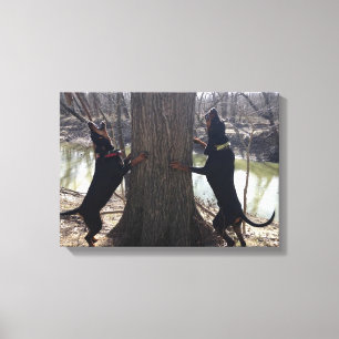 Treeing Coon Hounds Canvas Print