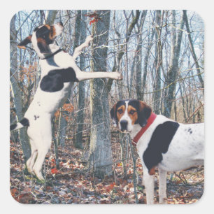 Treeing Walker Coonhound Hunting Stickers