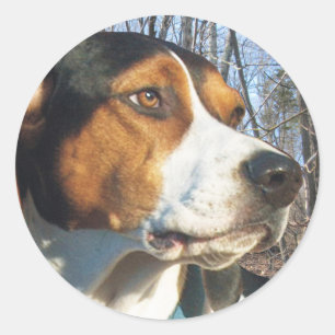 Treeing Walker Coonhound In Woods Classic Round Sticker