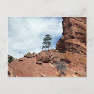 TreeInRock Postcard