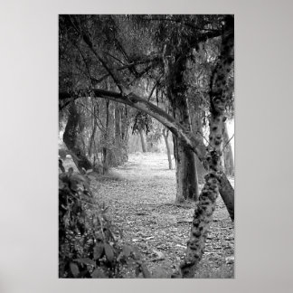 Treeline at Huntington Central Park - California Poster