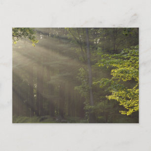 Trees alongside 7 Lakes Drive, Harriman, NY Postcard