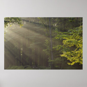 Trees alongside 7 Lakes Drive, Harriman, NY Poster