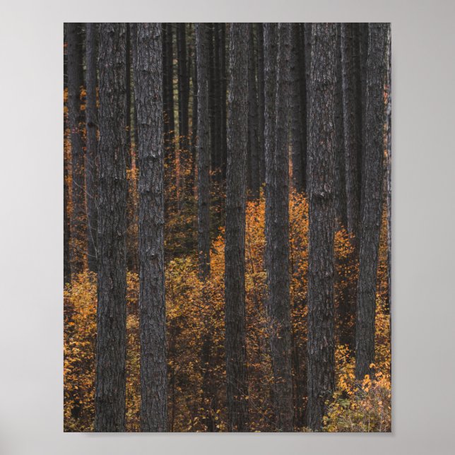 Trees and gold autumn foliage poster (Front)