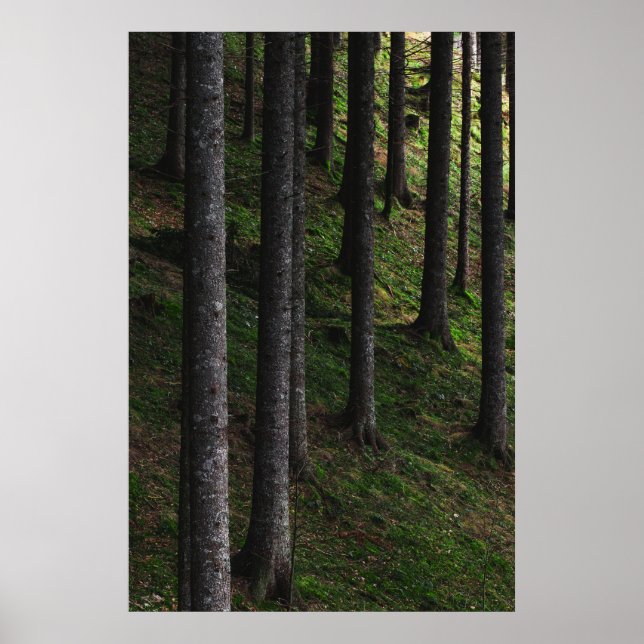 Trees and green moss poster (Front)