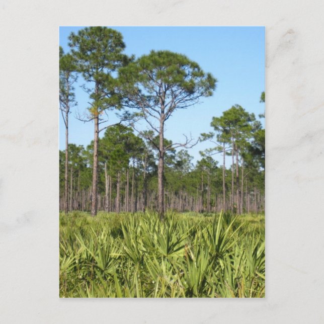 Trees and Saw Palmettos Postcard (Front)