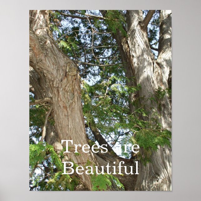 Trees are Beautiful- Cedar Tree  Poster (Front)