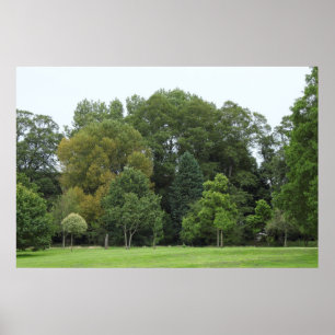 Trees at Bute Park, Cardiff Poster