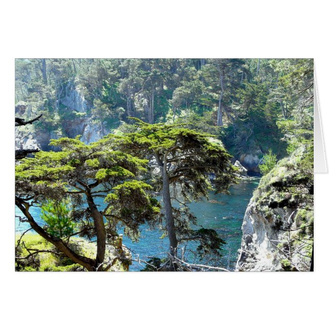 Trees at Point Lobos (Front Horizontal)