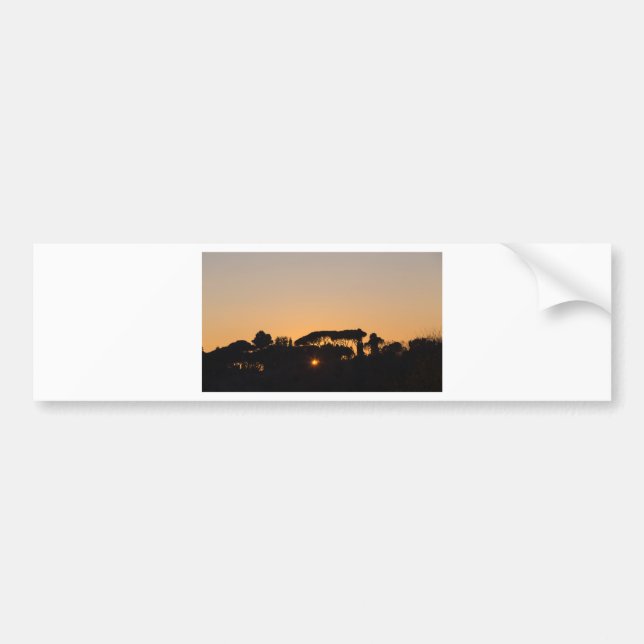 Trees at sunset in backlight in Rome Bumper Sticker (Front)