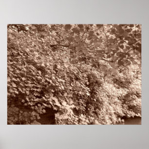 Trees by the Canal Poster