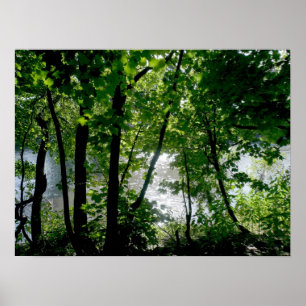 Trees by the River Poster