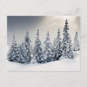 Trees Covered With Hoarfrost And Snow Postcard