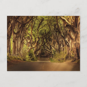 Trees Covering Road in Northern Ireland Postcard