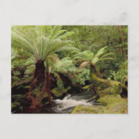 Trees environment Tasmania Australia Photography