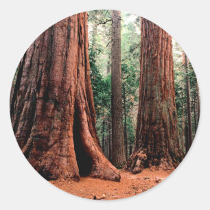 Trees Giants Calaveras Classic Round Sticker