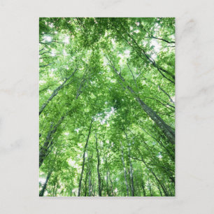 Trees in a forest from the bottom view postcard