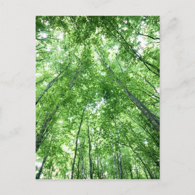 Trees in a forest from the bottom view postcard (Front)