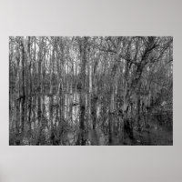 Trees in a forest in black and white. beauty in na