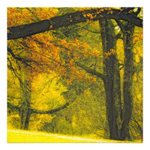 Trees in autumn colours photo print