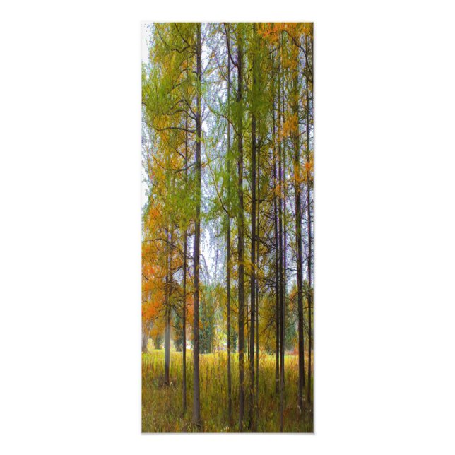 Trees in Autumn Photo Print (Front)