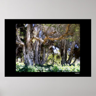 Trees in Balboa Park Poster