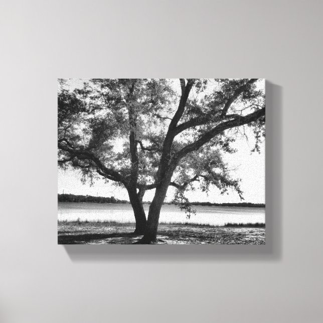 Trees in black and white Stretched Canvas Print (Front)