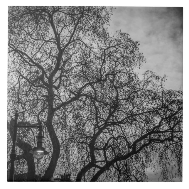 Trees in black and white view ceramic tile (Front)