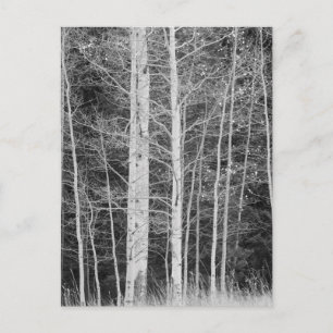Trees in forest during winter postcard
