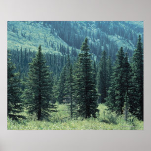Trees in Glacier National Park , Montana Poster