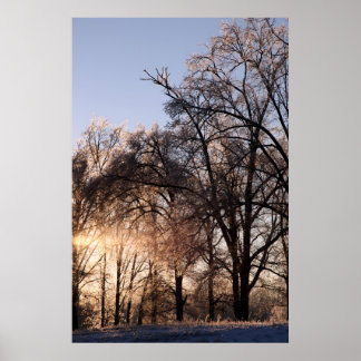 Trees in Ice Series Poster