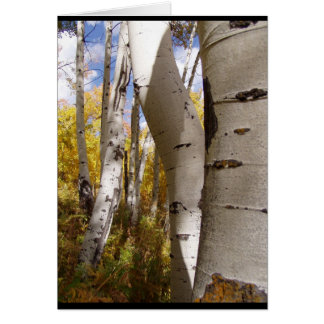 trees in jackson hole