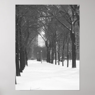 Trees in Snow Poster
