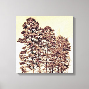Trees In Sunlight Canvas Print