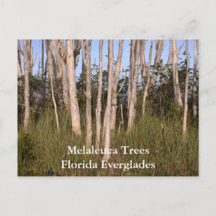 Trees in the Everglades, Melaleuca TreesFlorida... Postcard