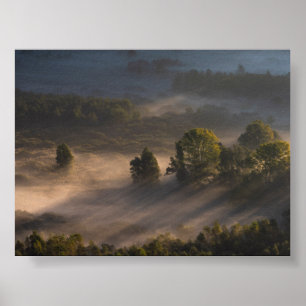 Trees in the morning mis poster