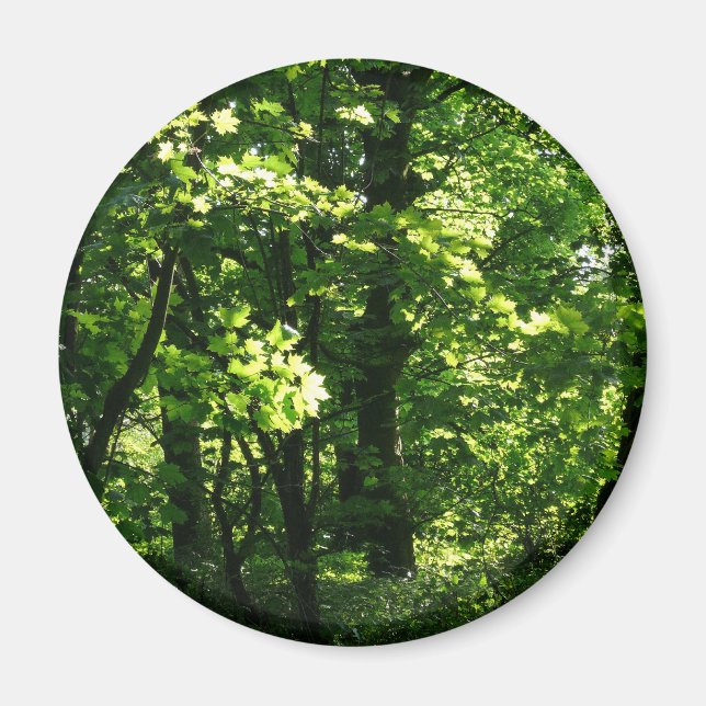 Trees in the Spring. Bute Park, Cardiff. Wales Magnet (Front)