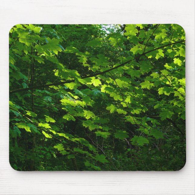 Trees in the Spring. Bute Park, Cardiff. Wales Mouse Mat (Front)