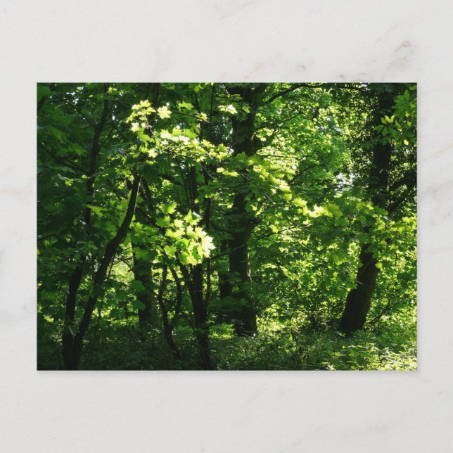 Trees in the Spring. Bute Park, Cardiff. Wales Postcard (Front)