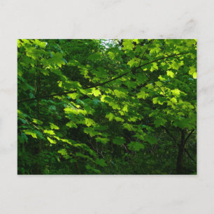 Trees in the Spring. Bute Park, Cardiff. Wales Postcard