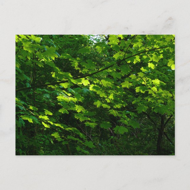 Trees in the Spring. Bute Park, Cardiff. Wales Postcard (Front)