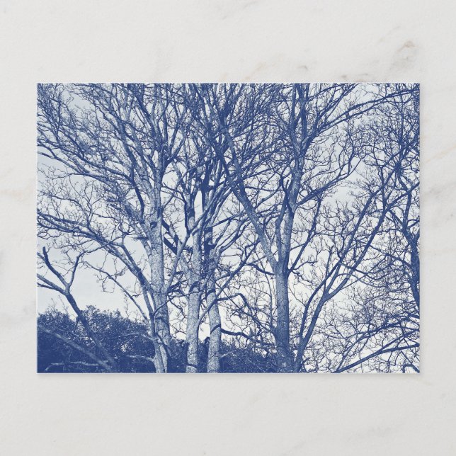 Trees in Winter - Cyanotype Effect Postcard (Front)