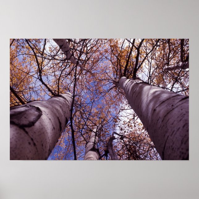 Trees in Yellowstone National Park Poster (Front)