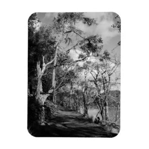 TREES MAGNET