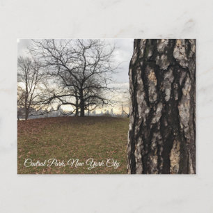 Trees New York NYC Sunrise Central Park Skyline Postcard