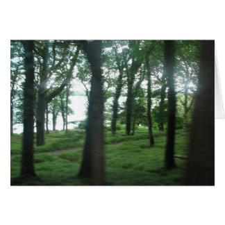 Trees of County Kerry